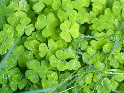 irish clovers