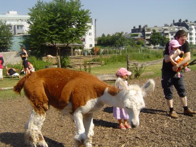 lama.jpg