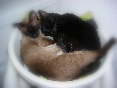 DSCN0736.JPG