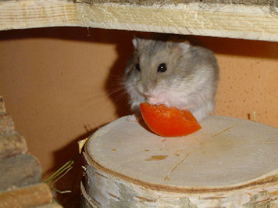 Nala_22_02_08_1_forum.JPG