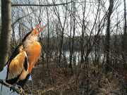 Laaer Wald Und Zwergrohrdommel