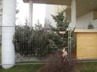 MonteLaa Weihnachtsbaum Verkauf 20121220 103255