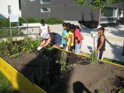 Gemeinschaftsgarten Im Juli 2011